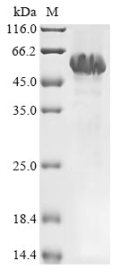 Greater than 85% as determined by SDS-PAGE.Recombinant Human Cugbp Elav-Like Family Member 1 (CELF1)