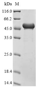 Greater than 90% as determined by SDS-PAGE.