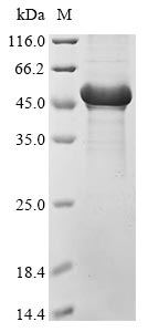 Greater than 90% as determined by SDS-PAGE.