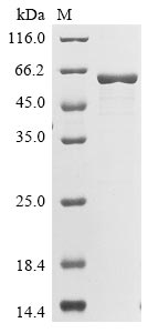Greater than 85% as determined by SDS-PAGE.Recombinant Arabidopsis Thaliana Allene Oxide Synthase, Chloroplastic (CYP74A) Protein (His&Myc)