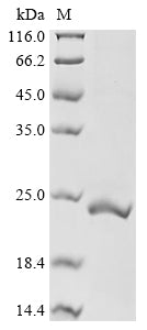 Greater than 90% as determined by SDS-PAGE.