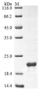 Greater than 85% as determined by SDS-PAGE.Recombinant Human Urocortin-3 (UCN3) Protein (His-SUMO)