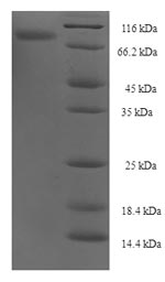 Greater than 90% as determined by SDS-PAGE.