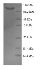 Greater than 90% as determined by SDS-PAGE.