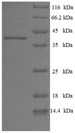 Greater than 90% as determined by SDS-PAGE.Recombinant Human Pleckstrin Homology Domain-Containing Family B Member 2 (PLEKHB2) Protein (His-SUMO)