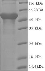Greater than 90% as determined by SDS-PAGE.