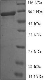 Greater than 90% as determined by SDS-PAGE.