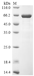 Greater than 85% as determined by SDS-PAGE.