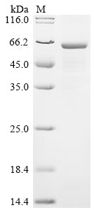 Greater than 85% as determined by SDS-PAGE.