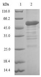Greater than 90% as determined by SDS-PAGE.Recombinant Human Baculoviral Iap Repeat-Containing Protein 8 (BIRC8) Protein (GST)
