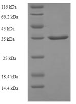 Greater than 90% as determined by SDS-PAGE.