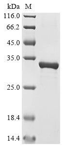 Greater than 90% as determined by SDS-PAGE.