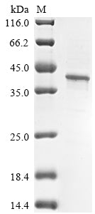 Greater than 85% as determined by SDS-PAGE.