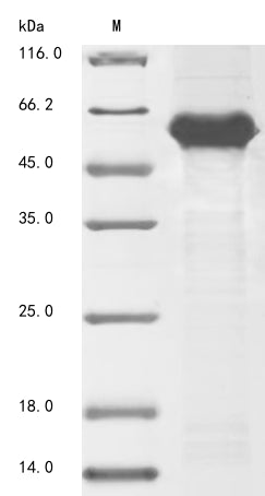 Greater than 85% as determined by SDS-PAGE.Recombinant Human E3 Ubiquitin-Protein Ligase Pellino Homolog 3 (PELI3) Protein (His)