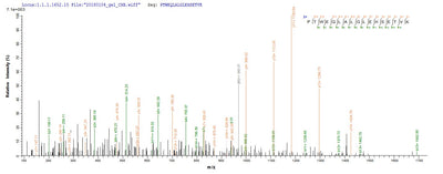 Based on the SEQUEST from database of E.coli host and target protein, the LC-MS/MS Analysis result of this product could indicate that this peptide derived from E.coli-expressed Homo sapiens (Human) TXNDC5.Recombinant Human Thioredoxin Domain-Containing Protein 5 (TXNDC5) Protein (GST)