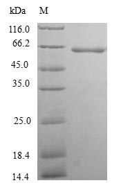 Greater than 90% as determined by SDS-PAGE.Recombinant Human Thioredoxin Domain-Containing Protein 5 (TXNDC5) Protein (GST)