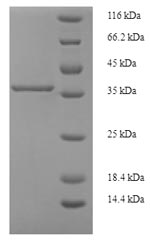 Greater than 90% as determined by SDS-PAGE.