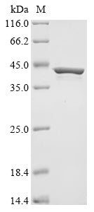 Greater than 90% as determined by SDS-PAGE.
