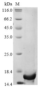 Greater than 90% as determined by SDS-PAGE.