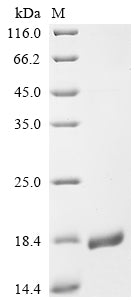 Greater than 90% as determined by SDS-PAGE.Recombinant Monkeypox Virus Envelope Protein A28 Homolog (A30L) Protein (His)