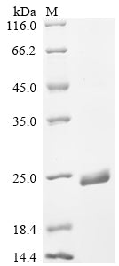 Greater than 90% as determined by SDS-PAGE.Recombinant Monkeypox Virus Envelope Protein A28 Homolog (A30L) Protein (His&Myc)