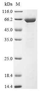 Greater than 85% as determined by SDS-PAGE.Recombinant Mouse Liver Carboxylesterase 1 (CES1) Protein (His&Myc)