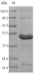 Greater than 90% as determined by SDS-PAGE.Recombinant Arabidopsis Thaliana Peptide Methionine Sulfoxide Reductase B7 (MSRB7) Protein (His-SUMO)