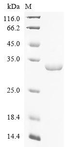 Greater than 90% as determined by SDS-PAGE.Recombinant Human Programmed Cell Death 6-Interacting Protein (PDCD6IP) Protein (His)