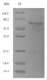 Greater than 90% as determined by SDS-PAGE.