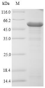Greater than 90% as determined by SDS-PAGE.