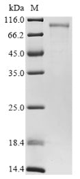 Greater than 85% as determined by SDS-PAGE.Recombinant Mouse Ribonuclease Inhibitor (RNH1) Protein (His-MBP)