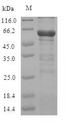 Greater than 90% as determined by SDS-PAGE.Recombinant Mouse Cystathionine Beta-Synthase (CBS) Protein (His)