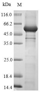 Greater than 90% as determined by SDS-PAGE.Recombinant Human Ubiquitin Carboxyl-Terminal Hydrolase 7 (USP7) Protein (His-SUMO&Myc)