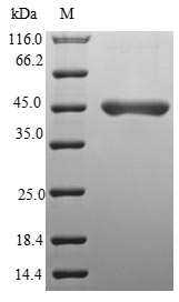 Greater than 90% as determined by SDS-PAGE.Recombinant Human Nedd8-Conjugating Enzyme Ube2F (UBE2F) Protein (GST)