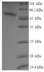 Greater than 90% as determined by SDS-PAGE.