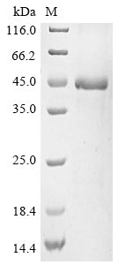 Greater than 85% as determined by SDS-PAGE.Recombinant Human T-Cell Immunoglobulin And Mucin Domain-Containing Protein 4 (TIMD4) Protein (His)