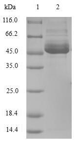 Greater than 90% as determined by SDS-PAGE.Recombinant Human Bcl-2-Modifying Factor (BMF) Protein (GST)