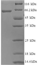 Greater than 90% as determined by SDS-PAGE.