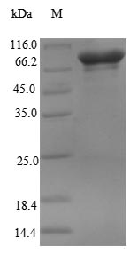 Greater than 90% as determined by SDS-PAGE.Recombinant Human Rna-Binding Protein 14 (RBM14) Protein (His-SUMO)