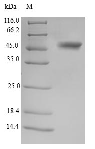Greater than 90% as determined by SDS-PAGE.Recombinant Human Testis-Specific Serine/Threonine-Protein Kinase 3 (TSSK3) Protein (GST)