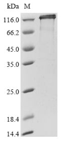 Greater than 90% as determined by SDS-PAGE.