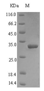 Greater than 90% as determined by SDS-PAGE.