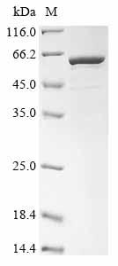 Greater than 85% as determined by SDS-PAGE.