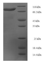 Greater than 90% as determined by SDS-PAGE.