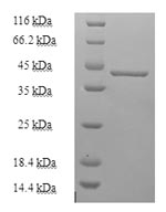 Greater than 90% as determined by SDS-PAGE.