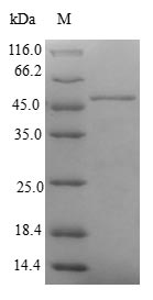 Greater than 90% as determined by SDS-PAGE.Recombinant Human Carbonyl Reductase Family Member 4 (CBR4) Protein (GST)