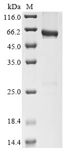 Greater than 85% as determined by SDS-PAGE.Recombinant Human Cd177 Antigen (CD177) Protein (His-GST)
