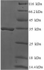 Greater than 90% as determined by SDS-PAGE.