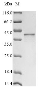 Greater than 85% as determined by SDS-PAGE.Recombinant Human Zinc Finger Protein Zic 4 (ZIC4) Protein (His&His)