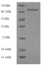Greater than 90% as determined by SDS-PAGE.Recombinant Human Mixed Lineage Kinase Domain-Like Protein (MLKL) Protein (His-SUMO)